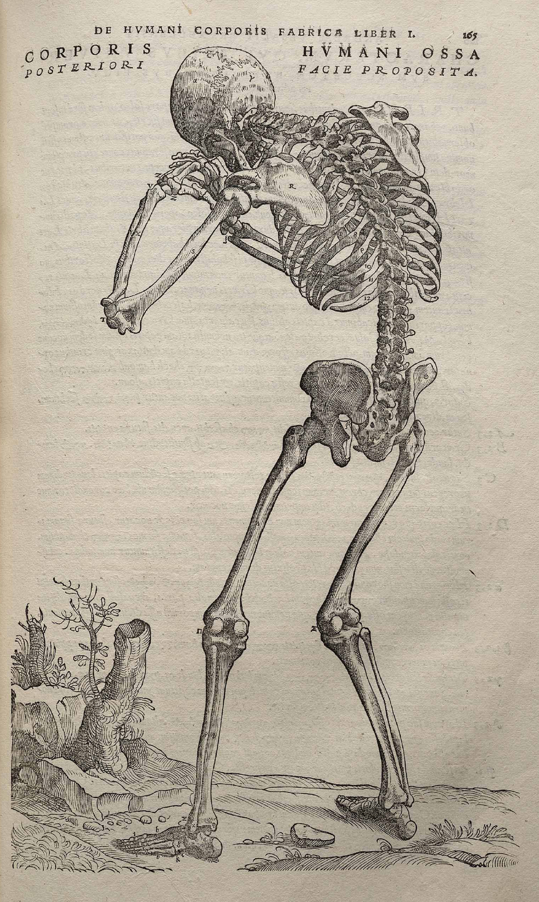 Nervous system of the human body - Andreas Vesalius — Google Arts & Culture
