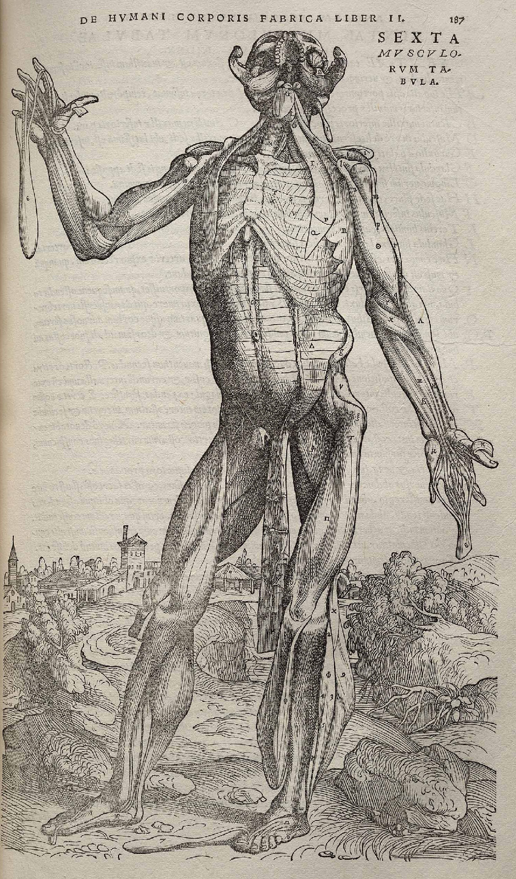 Muscle-man from Vesalius